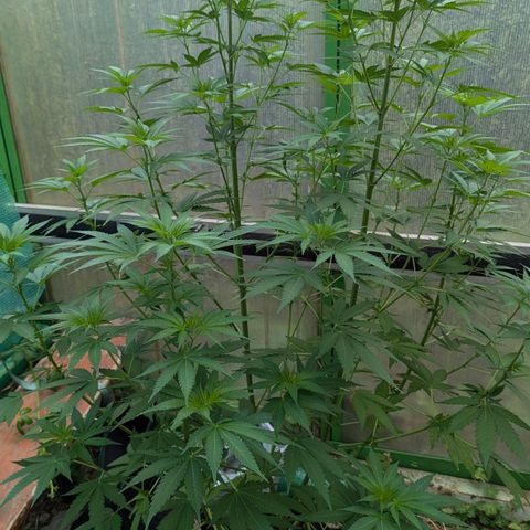 Special Queen #1 growlog timeline photo
