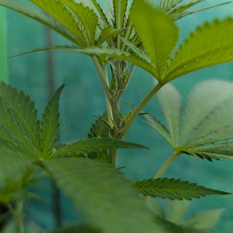 Special Queen #1 growlog timeline photo