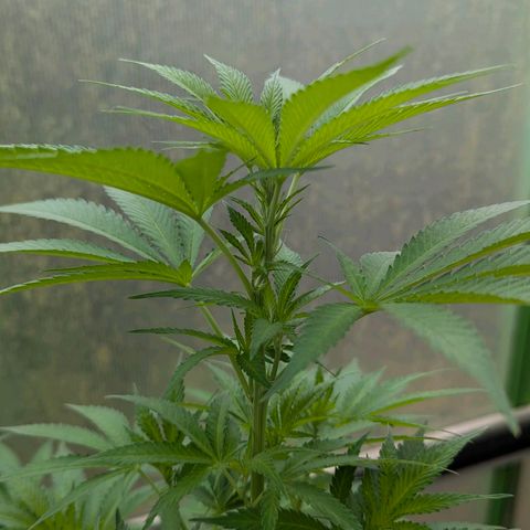 Special Queen #1 growlog timeline photo