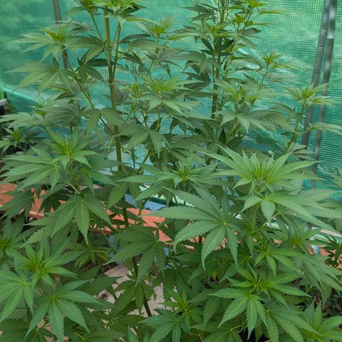 Special Queen #1 growlog timeline photo