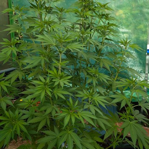 Special Queen #1 growlog timeline photo