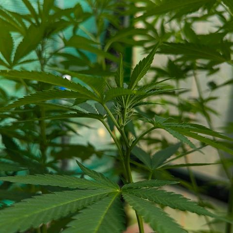 Special Queen #1 growlog timeline photo