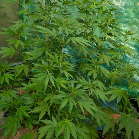Special Queen #1 growlog timeline photo