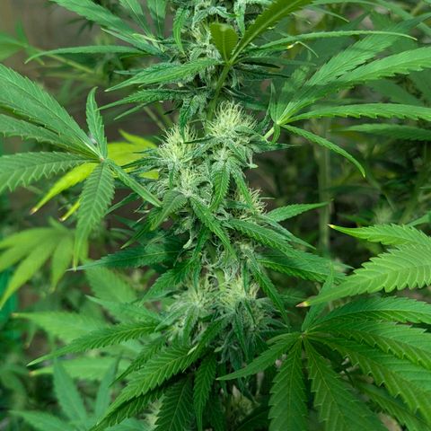 Special Queen #1 growlog timeline photo