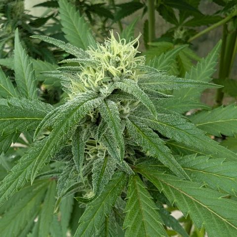 Special Queen #1 growlog timeline photo