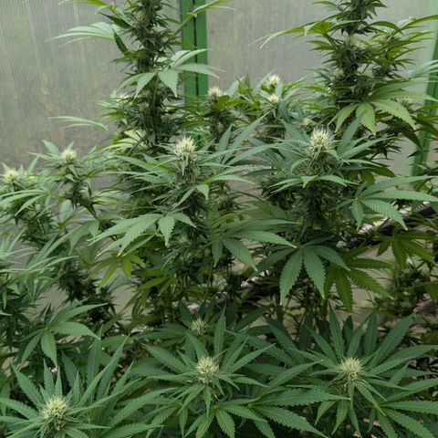 Special Queen #1 growlog timeline photo