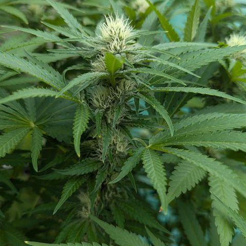 Special Queen #1 growlog timeline photo