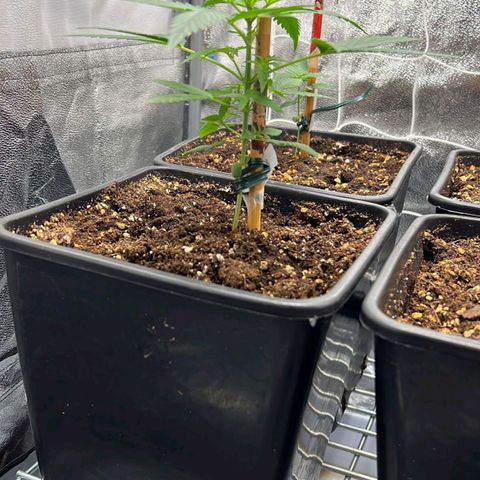 Fast Bud Auto growlog timeline photo