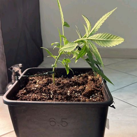 Fast Bud Auto growlog timeline photo