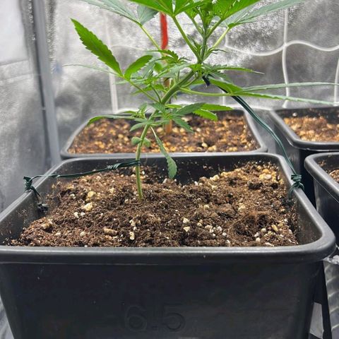 Fast Bud Auto growlog timeline photo