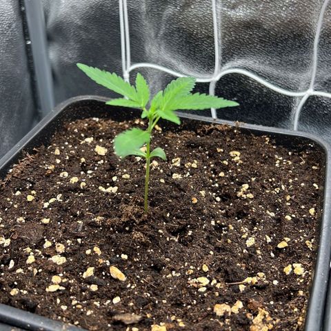 Fast Bud Auto growlog timeline photo