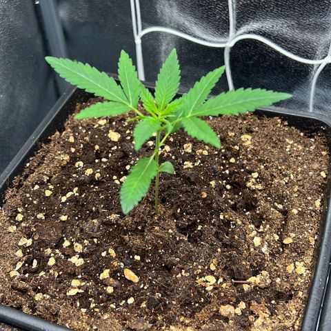 Fast Bud Auto growlog timeline photo