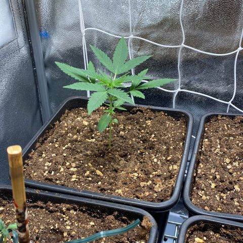 Fast Bud Auto growlog timeline photo
