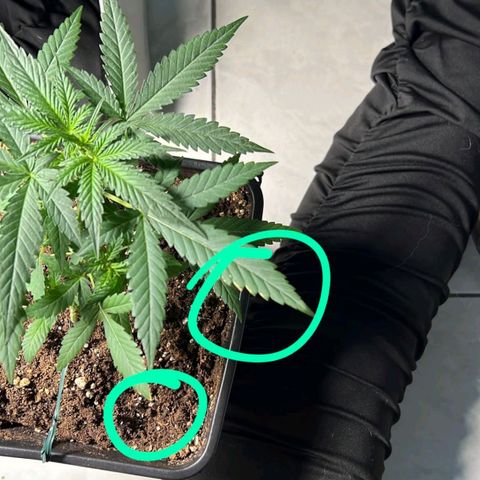 Fast Bud Auto growlog photo: Piccole bruciature sulla pianta grande