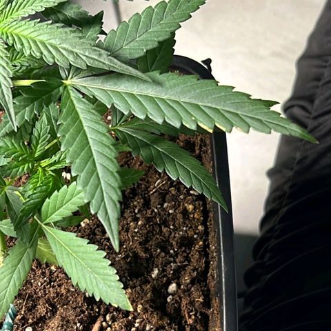 Fast Bud Auto growlog photo: Piccole bruciature sulla pianta grande