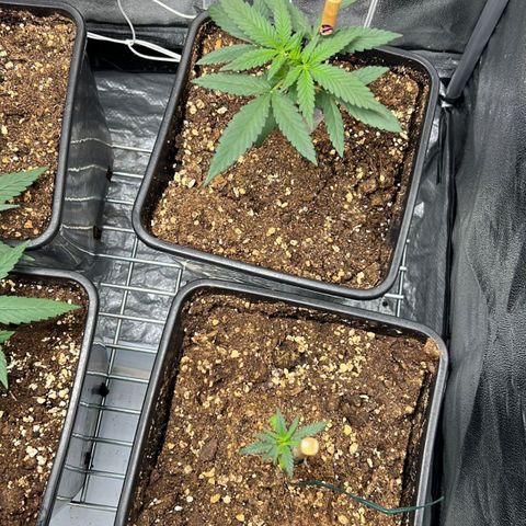 Fast Bud Auto growlog timeline photo