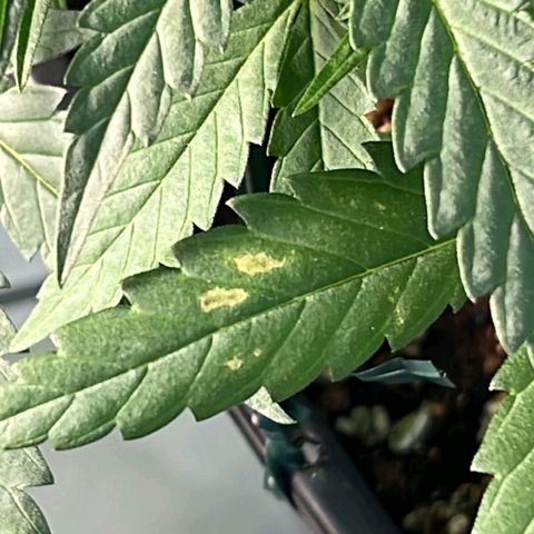 Fast Bud Auto growlog timeline photo