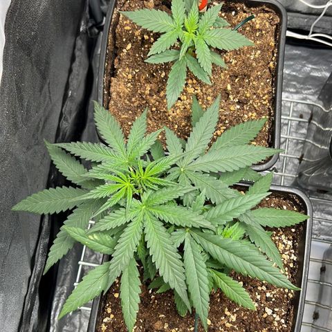 Fast Bud Auto growlog timeline photo
