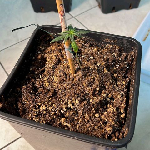 Fast Bud Auto growlog timeline photo
