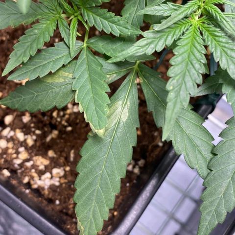Fast Bud Auto growlog photo: comparsa di nuove macchie sulla pianta grande, ancora da investigare