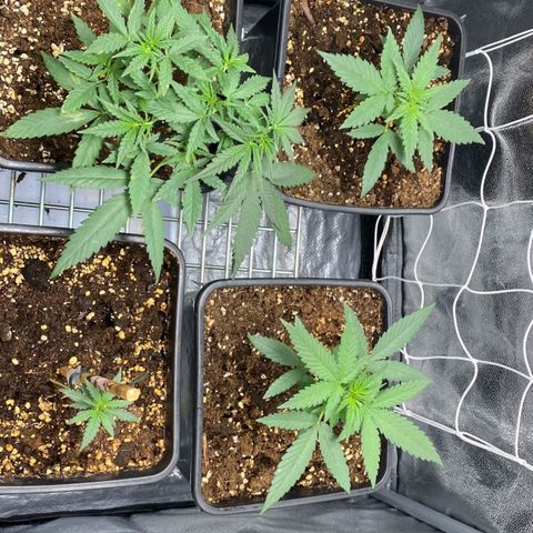 Fast Bud Auto growlog photo: comparsa di nuove macchie sulla pianta grande, ancora da investigare