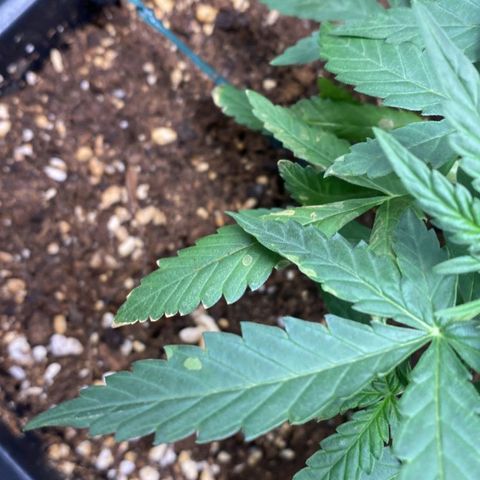 Fast Bud Auto growlog photo: comparsa di nuove macchie sulla pianta grande, ancora da investigare