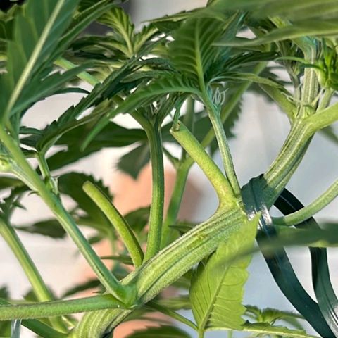 Fast Bud Auto growlog photo: Sono usciti i primi "peletti", segno che la fioritura è iniziata