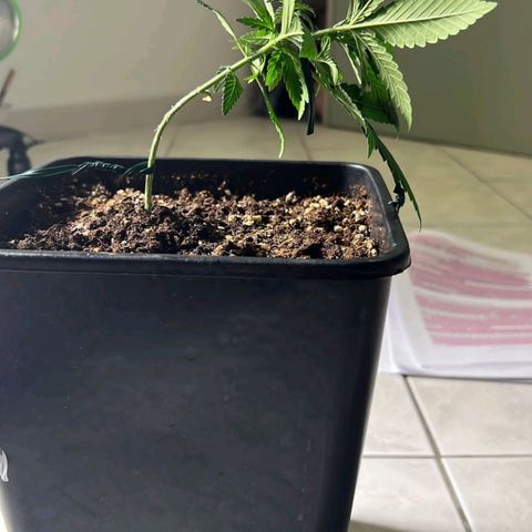 Fast Bud Auto growlog photo: Sono usciti i primi "peletti", segno che la fioritura è iniziata