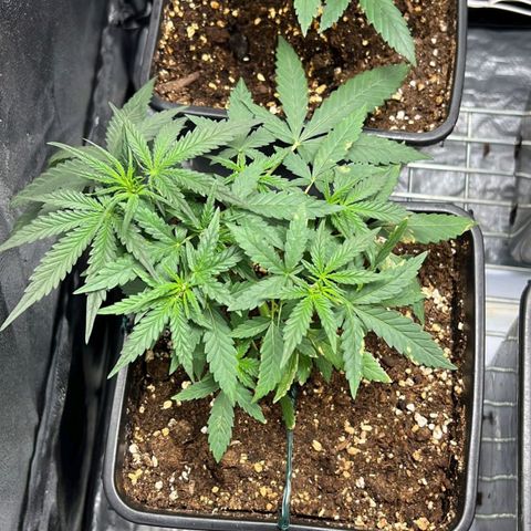 Fast Bud Auto growlog timeline photo