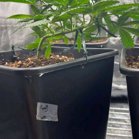 Fast Bud Auto growlog timeline photo
