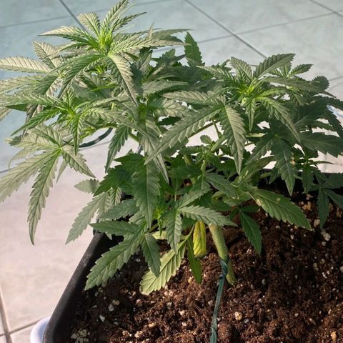 Fast Bud Auto growlog timeline photo