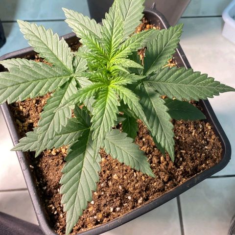 Fast Bud Auto growlog timeline photo
