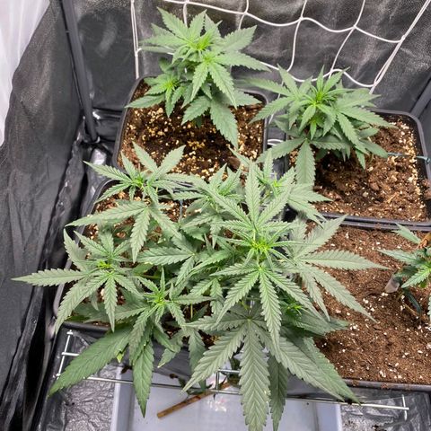 Fast Bud Auto growlog photo: Oggi le piante sono esplose, crescita copiosa. Tutto ok.