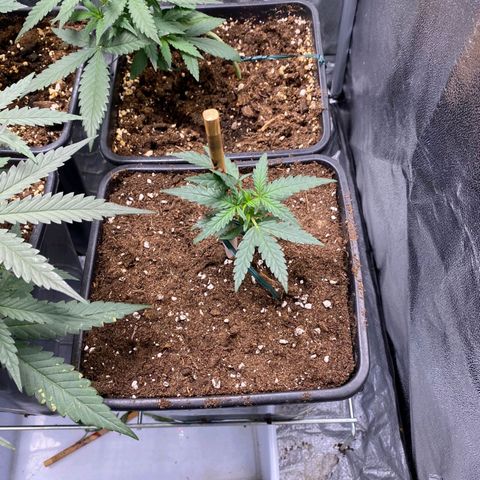 Fast Bud Auto growlog photo: Oggi le piante sono esplose, crescita copiosa. Tutto ok.