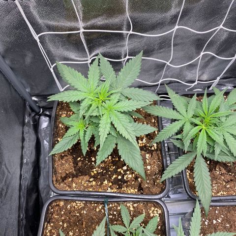 Fast Bud Auto growlog photo: Oggi le piante sono esplose, crescita copiosa. Tutto ok.