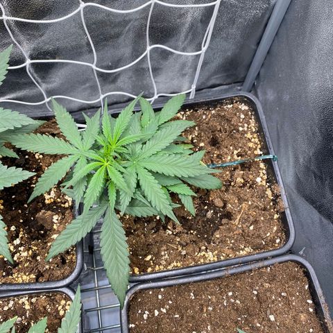 Fast Bud Auto growlog photo: Oggi le piante sono esplose, crescita copiosa. Tutto ok.