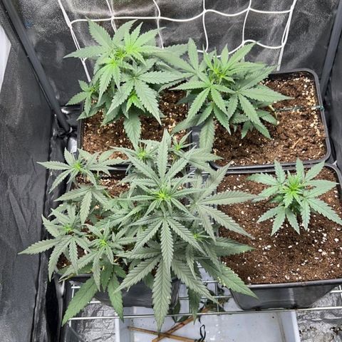 Fast Bud Auto growlog timeline photo