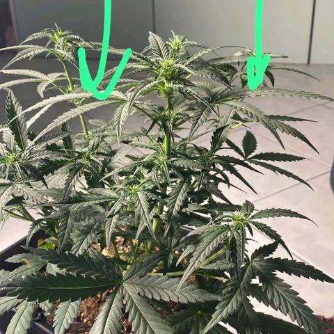 Fast Bud Auto growlog timeline photo