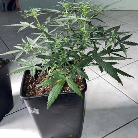 Fast Bud Auto growlog timeline photo