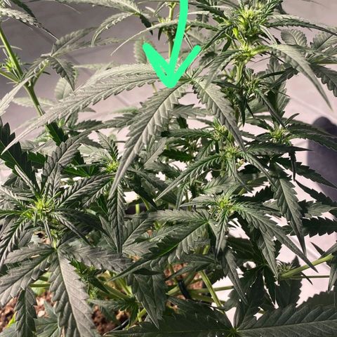 Fast Bud Auto growlog timeline photo