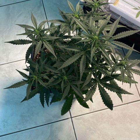 Fast Bud Auto growlog timeline photo