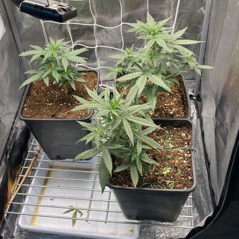 Fast Bud Auto growlog timeline photo