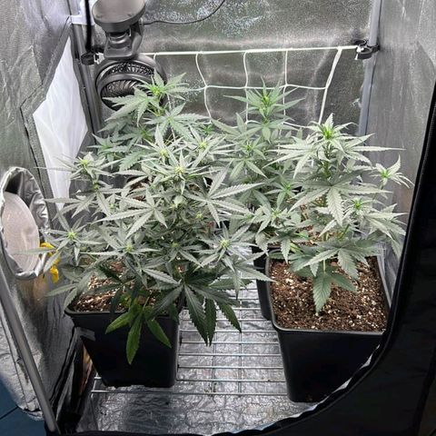 Fast Bud Auto growlog timeline photo