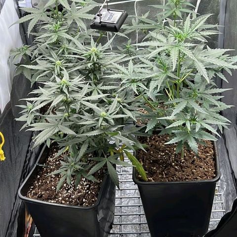 Fast Bud Auto growlog timeline photo