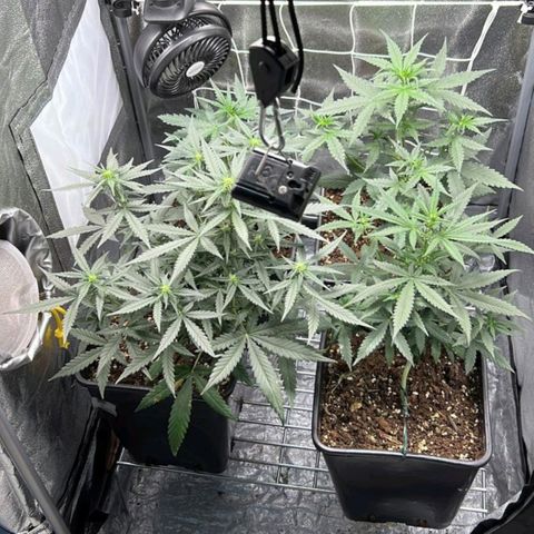 Fast Bud Auto growlog timeline photo