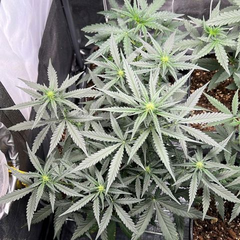 Fast Bud Auto growlog timeline photo