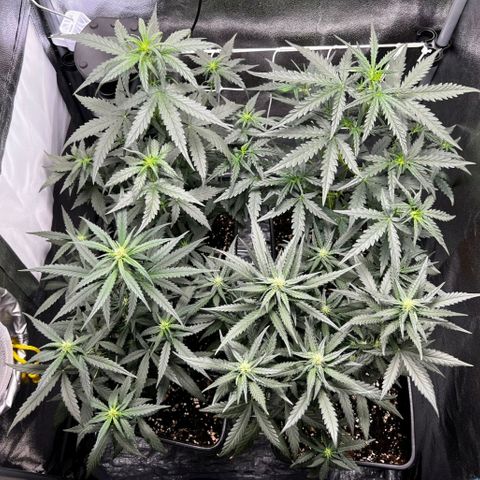 Fast Bud Auto growlog timeline photo