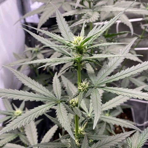 Fast Bud Auto growlog timeline photo