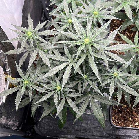 Fast Bud Auto growlog timeline photo