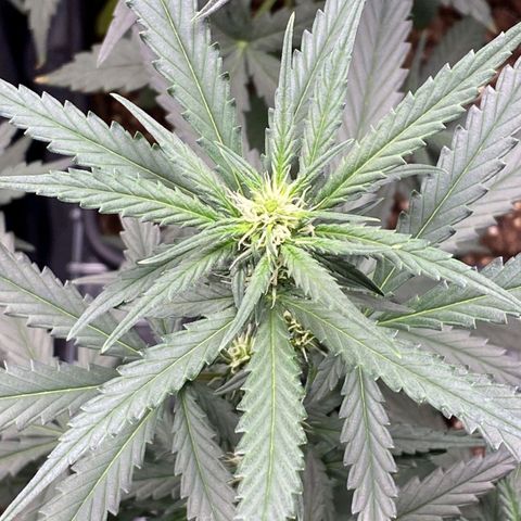 Fast Bud Auto growlog timeline photo
